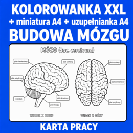 BUDOWA MÓZGU - pakiet: kolorowanka XXL (2 warianty)+kolorowankaA4+uzupełniankaA4; układ nerwowy, karta pracy