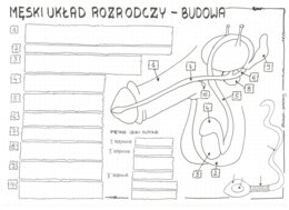 Męski układ rozrodczy- klasa 7 - KP