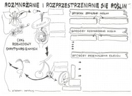 rośliny okrytonasienne cz.2 - klasa 5 - KP