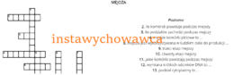 Mejoza - krzyżówka