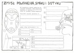 Zmysł smaku, powonienia, dotyku - klasa 7 - KP