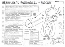 Męski układ rozrodczy - klasa 7 - sketchnotka