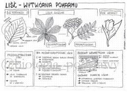 Klasa 5 - Liść - sketchnotka
