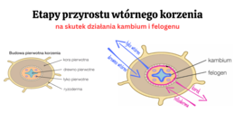 PAKIET: różnorodność roślin 2 KLASA BIOLOGIA ROZSZERZONA