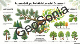 Jakie drzewa rosną w lesie? przyroda klasa 4 sketchnotka