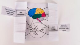 Układ nerwowy - okienkowa notatka