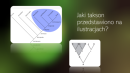 Fiszki na slajdach BIOLOGIA - 1. Systematyka - rodzaje taksonów