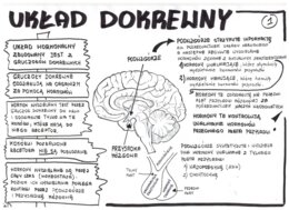 Biologia. Układ dokrewny - wklejka 1