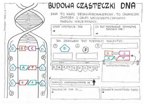 Klasa 8 - Budowa DNA - karta pracy
