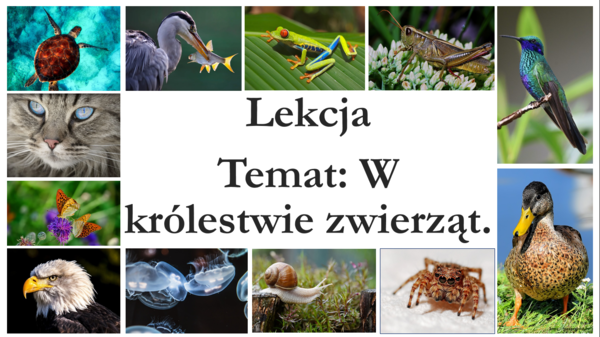 Klasa 6 - W królestwie zwierząt - prezentacja