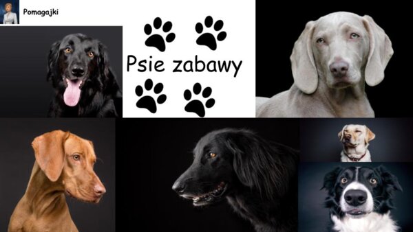 ?Psie zabawy - ? trening mózgu, koncentracji, wyobraźni i spostrzegawczości