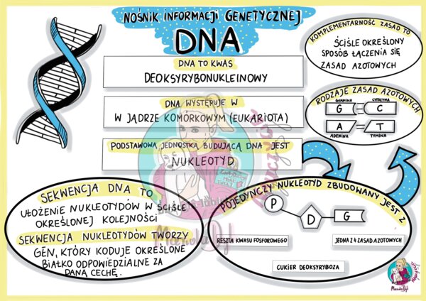 Nośnik informacji genetycznej - DNA - sketchnotka - klasa 8