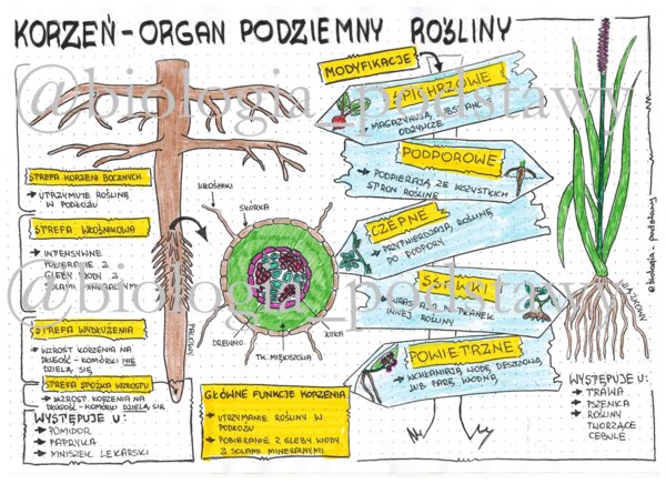 Klasa 5 - Korzeń - kolorowa sketchnotka