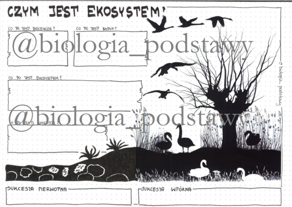 Klasa 8 - czym jest ekosystem? - KP