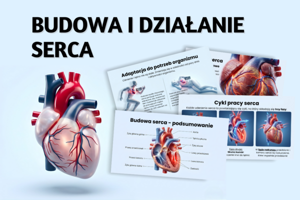 BUDOWA I DZIAŁANIE SERCA - prezentacja, lekcja - klasa 7, quiz, biologia, Puls Życia