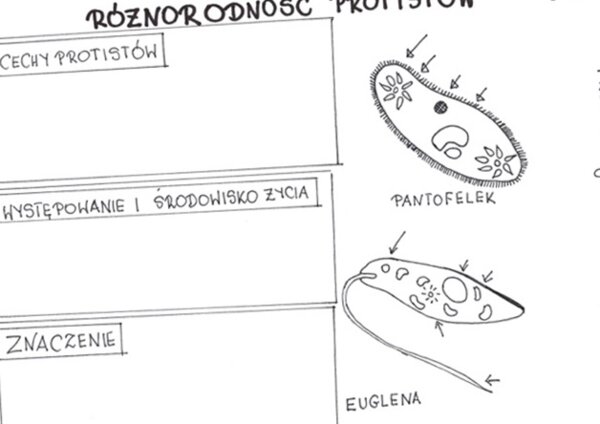 Różnorodność protistów (karta pracy)