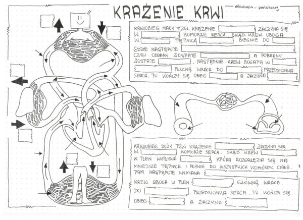 Klasa 7 - Krwiobiegi - KP