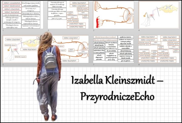 Materiał do zalaminowania/praca w grupach/stacje zadaniowe/układanka/puzzle okienkowa „Obwodowy układ nerwowy „Łuk odruchowy”, „Droga impulsu nerwowego” w pdf. Biologia 7 dział „Regulacja nerwowo - hormonalna”.