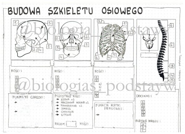 Klasa 7 - Budowa szkieletu osiowego - KP