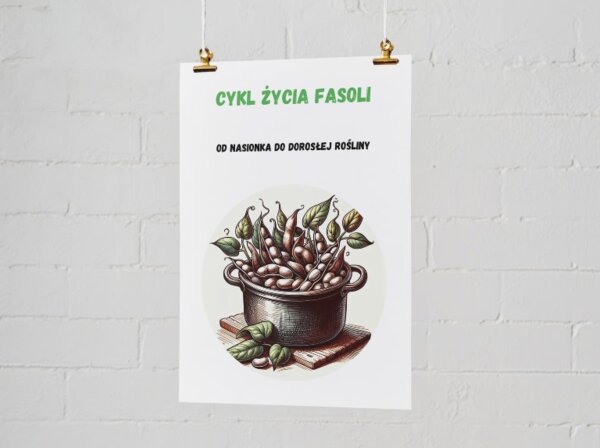 Plakaty edukacyjne. Cykl życia fasoli (etap 1: nasiono, etap 2: kiełek, etap 3: młoda roślina, etap 4: dorosła roślina). Jak segregować śmieci? Kolorowe kosze i co do nich wrzucamy? Najczęstsze błędy i odpady nietypowe.