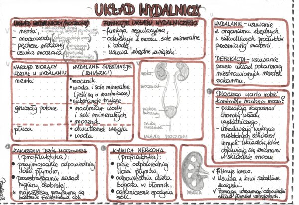 Układ wydalniczy - kolor - klasa 7