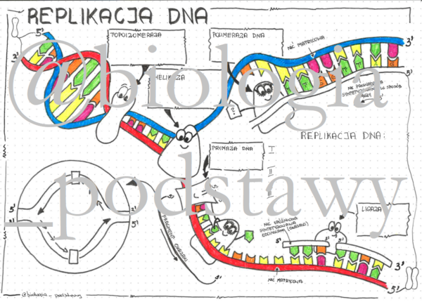 Klasa 8 - Replikacja DNA - sketchnotka