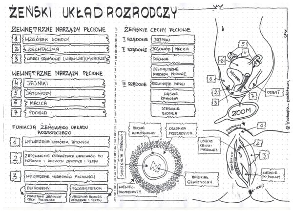 Żeński układ rozrodczy - klasa 7 - sketchnotka