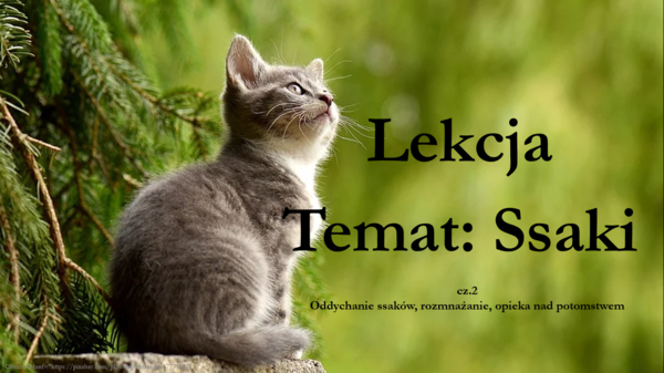 Ssaki - klasa 6 - prezentacja