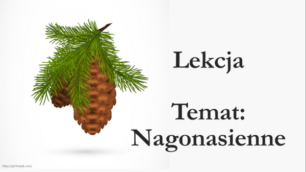 ROŚLINY NAGONASIENNE - zestaw