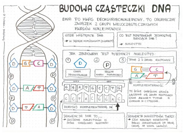 Klasa 8 - Budowa DNA - sketchnotka