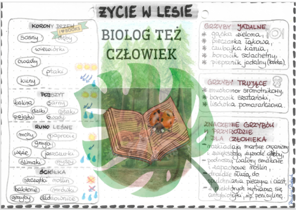 Życie w lesie - kolor