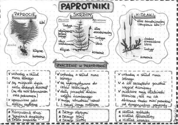 Paprotniki (paprocie, skrzypy, widłaki) - szarość - klasa 5