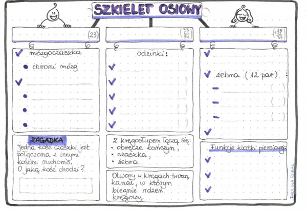 Szkielet osiowy - klasa 7 - kolor