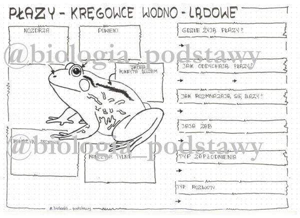 Klasa 6 - Płazy - karta pracy