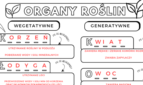 Organy wegetatywne i generatywne roślin (liście, łodyga, korzeń, owoce, kwiat)
