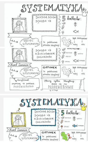 Systematyka - sketchnotka