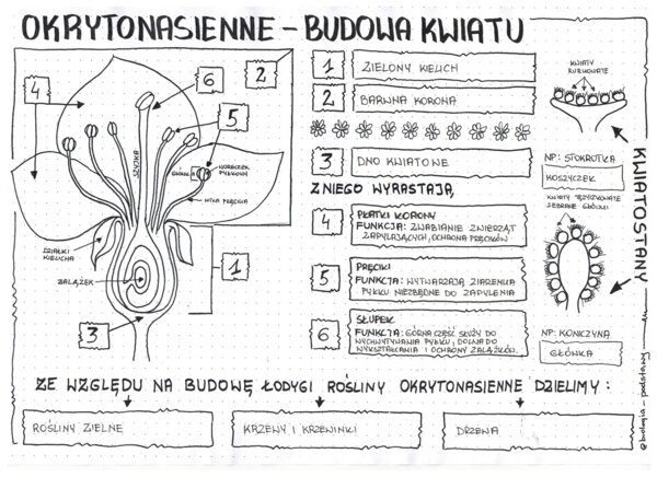 okrytonasienne - budowa kwiatu - klasa 5 - notatka graficzna do pokolorowania