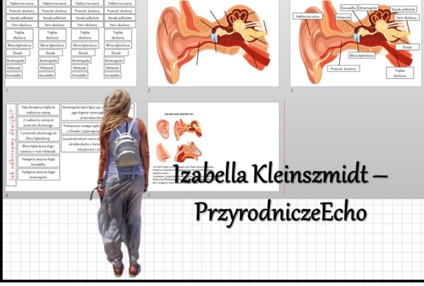 Materiał do zalaminowania/praca w grupach/stacje zadaniowe/układanka/puzzle. „Ucho - narząd słuchu i równowagi”, Biologia 7. Dział „Narządy zmysłów”