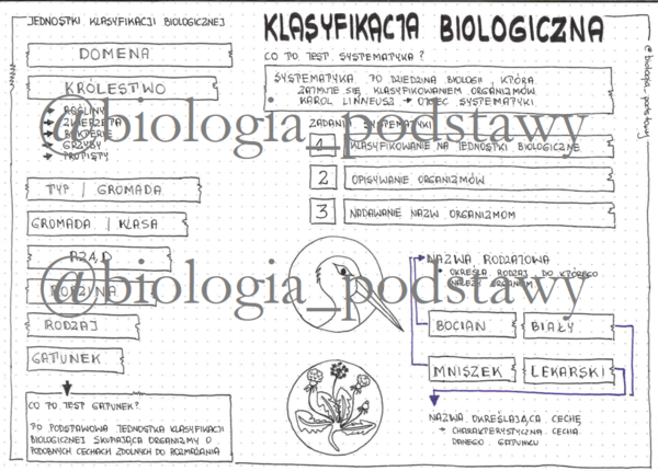 Klasa 5 - Klasyfikacja biologiczna - sketchnotka