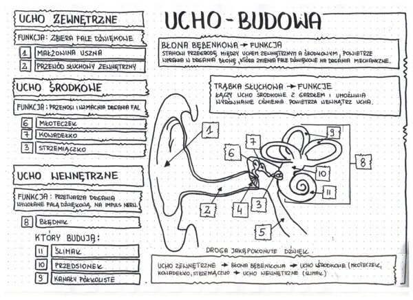 Budowa ucha - klasa 7 - uzupełniona notatka