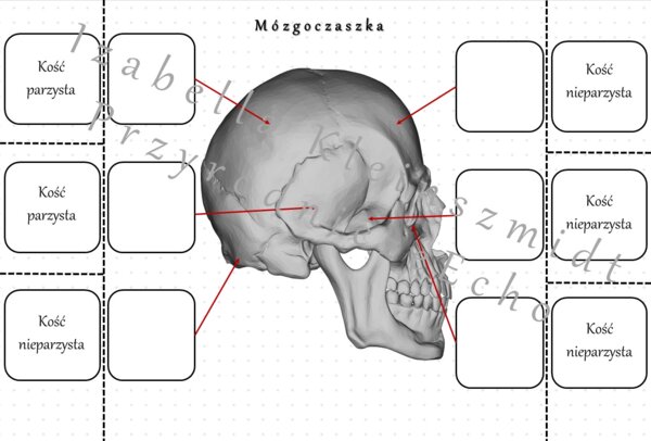 Notatka okienkowa „Budowa mózgoczaszki” – wykonana w power point do edycji. Biologia 7 . Temat „Budowa i rola szkieletu osiowego”, dział „Aparat ruchu”