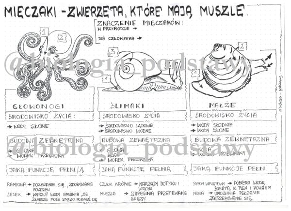 Klasa 6 - Mięczaki - sketchnotka