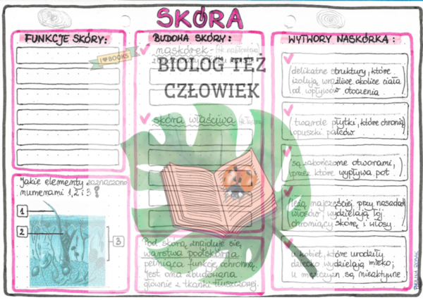 Skóra (budowa i funkcje) - kolor