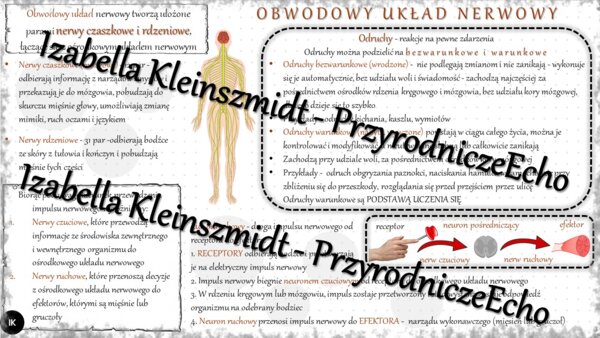 Sketchnotka - notatka „Obwodowy układ nerwowy. Odruchy” wykonana w power point do edycji. Biologia 7; „Regulacja nerwowo-hormonalna