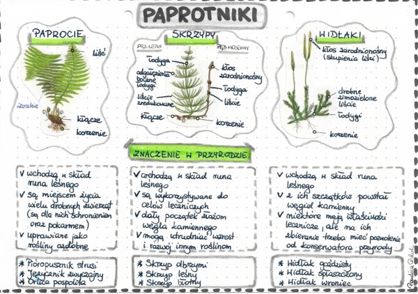 Paprotniki (paprocie, skrzypy, widłaki) - kolor - klasa 5