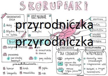 Klasa 6. Biologia. Skorupiaki - sketchnotka