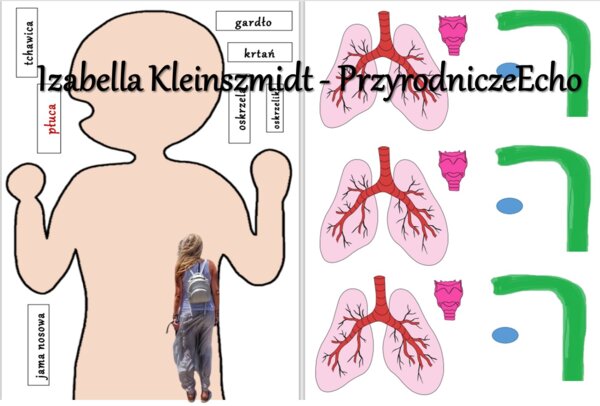 Budowa układu oddechowego - układanka do zalaminowania. Przyroda 4 / Biologia 7. Układ oddechowy zapewnia wymianę gazową.