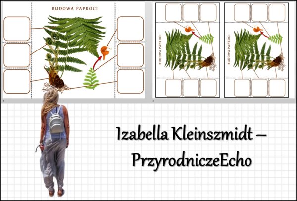 Notatka okienkowa „Budowa paproci”, „Paprotniki” w pdf. Biologia 5 dział „Różnorodność roślin”.