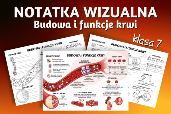 BUDOWA I FUNKCJE KRWI - sketchnotka, notatka wizualna, graficzna - klasa 7, biologia, Puls Życia