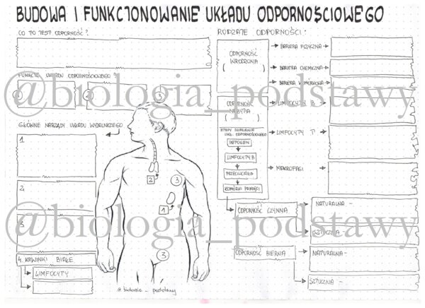 Klasa 7 - Układ odpornościowy - karta pracy